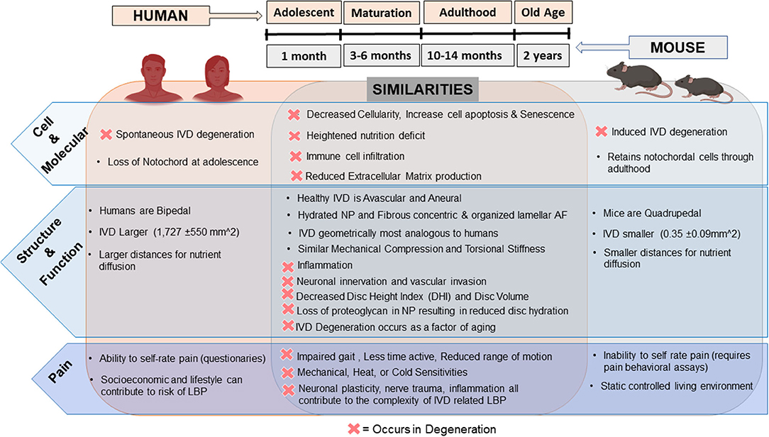 Frontiers | In vivo Mouse Intervertebral Disc Degeneration Models 