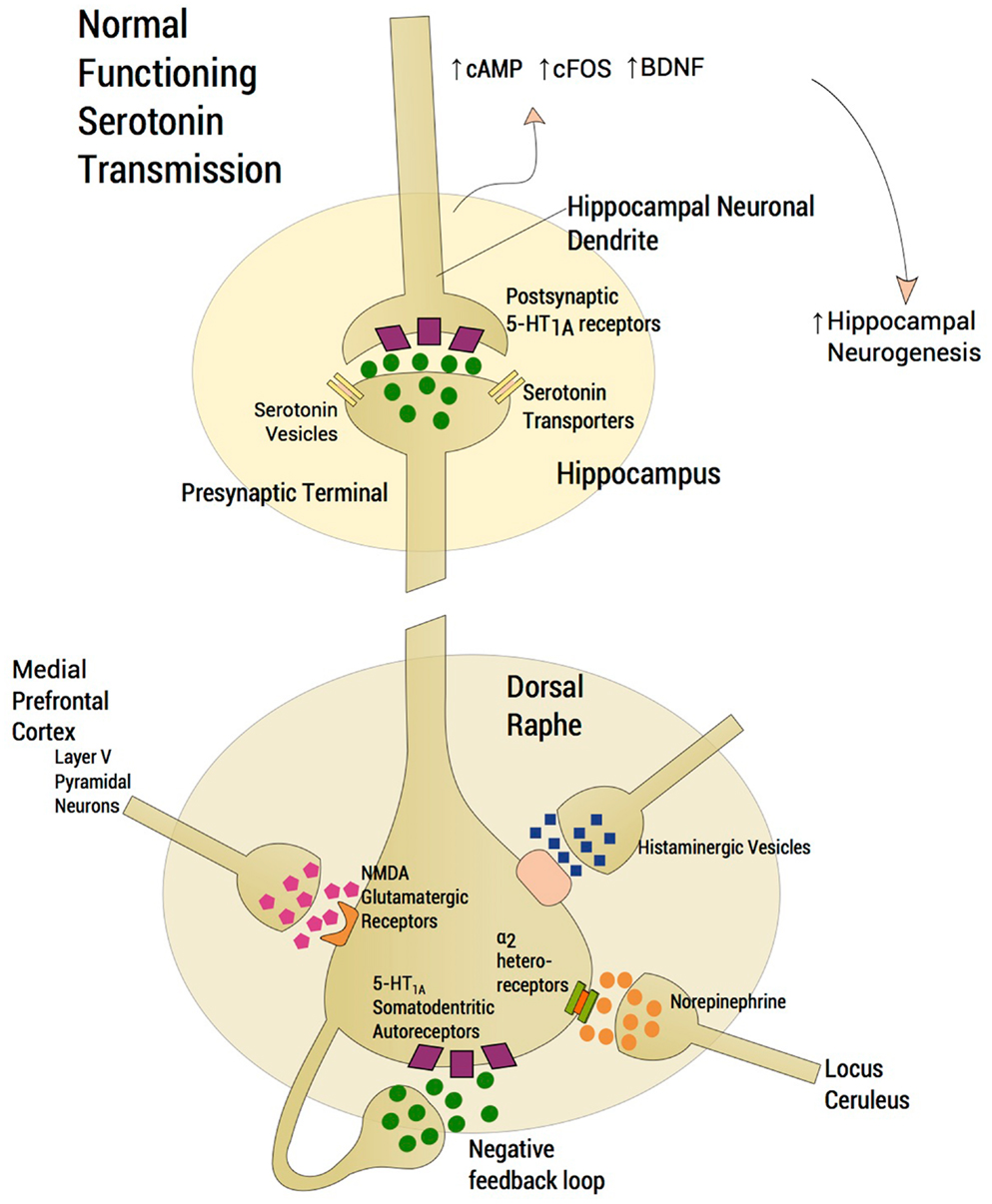 Frontiers | A Neurobiological Hypothesis of Treatment