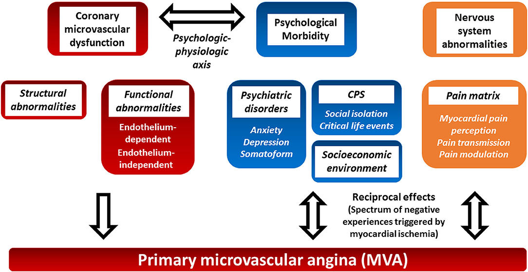 The Central Nervous System and Psychosocial Factors in Primary Microvascular Angina
