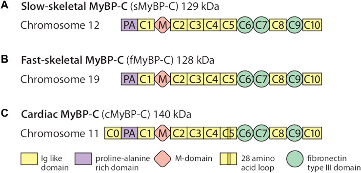 Frontiers | Heterogeneous Distribution of Genetic Mutations