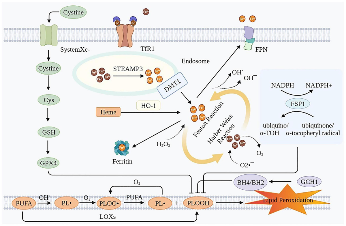 【有名人芸能人】 Frontiers | Relevance of Ferroptosis to Cardiotoxicity アクセサリー