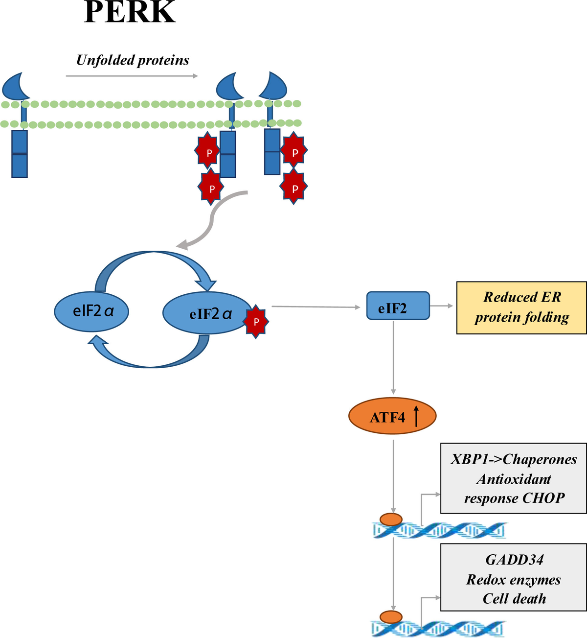 衝撃の激安コスパ・掘り出し物も The | Frontiers progress eIFs factors synthesis protein of トライアルセット・サンプル