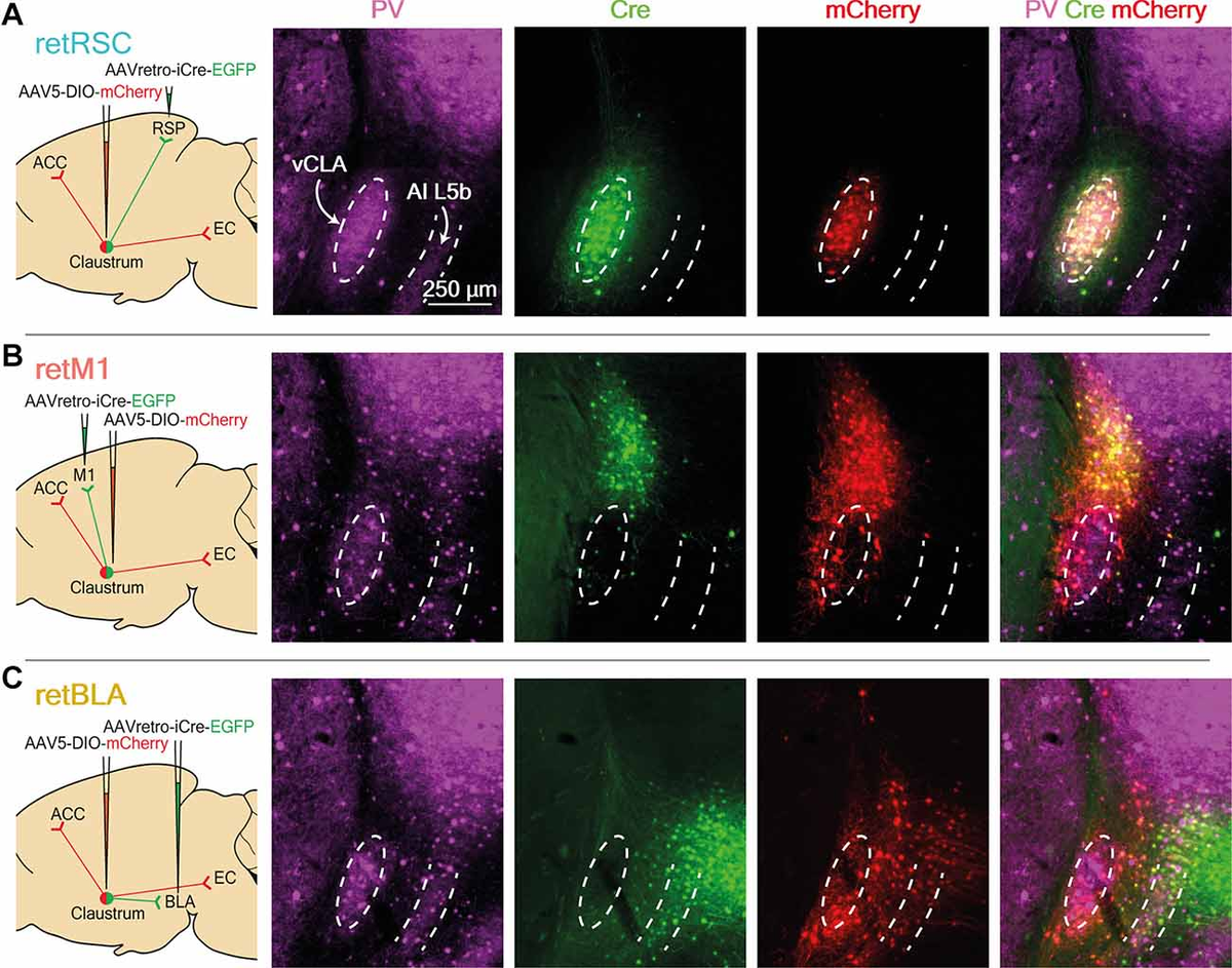 Gastrointestinal Neurons Expressing HCN4 Regulate Retrograde