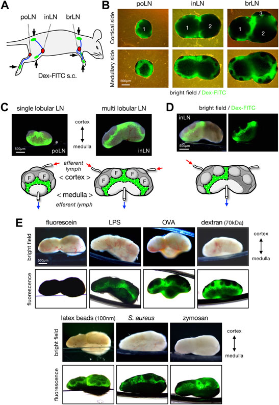 Micro- and Macro-Anatomical Frameworks of Lymph Nodes ...