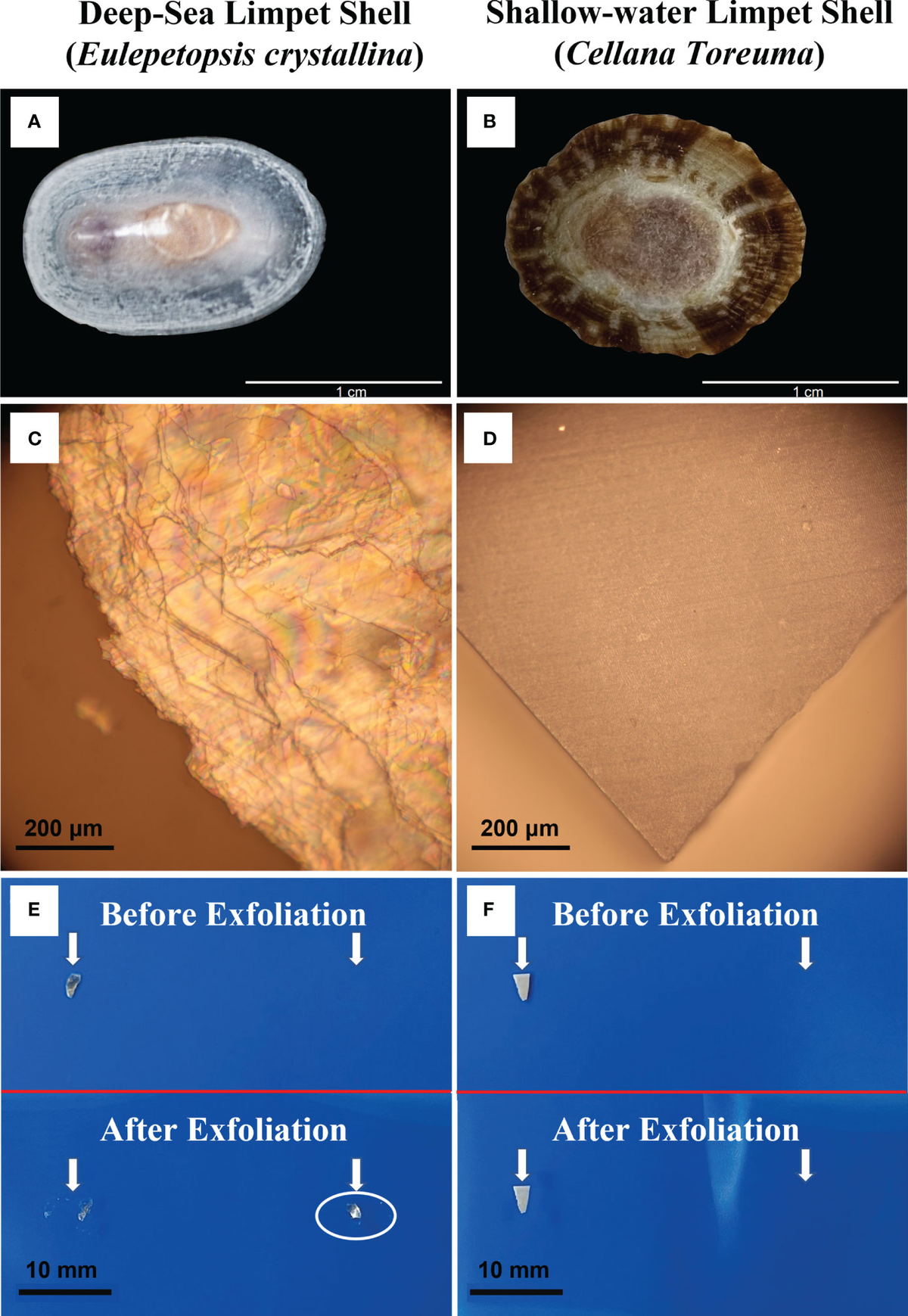 Frontiers An insight into the microstructures and composition of