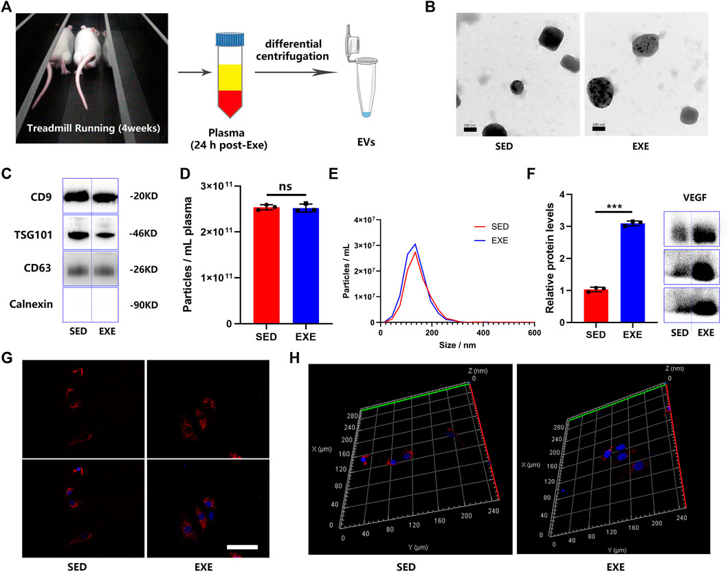 Frontiers | Aerobic exercise-induced circulating