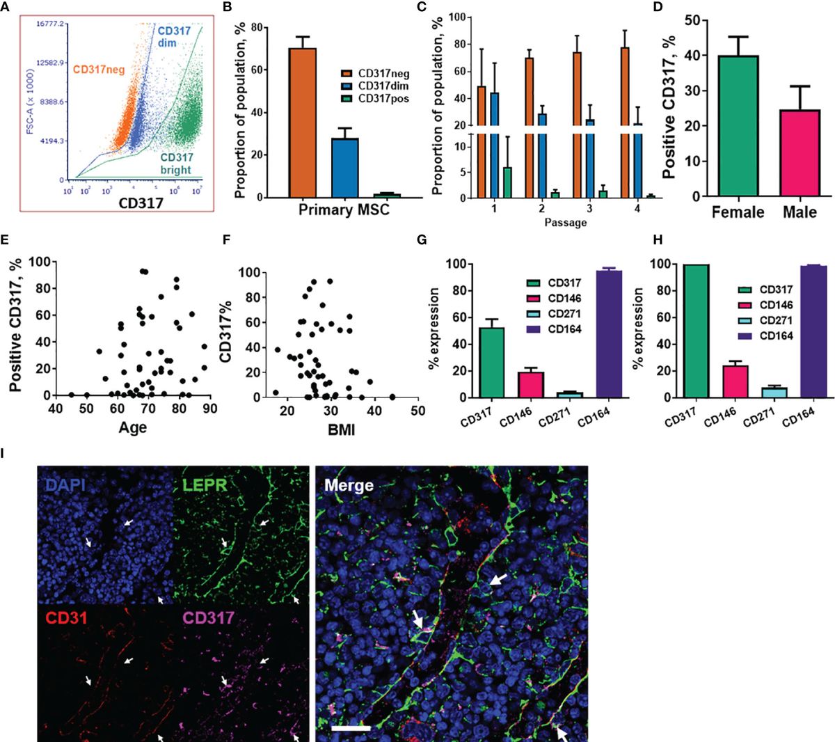 Frontiers | CD317-Positive Immune Stromal Cells in Human