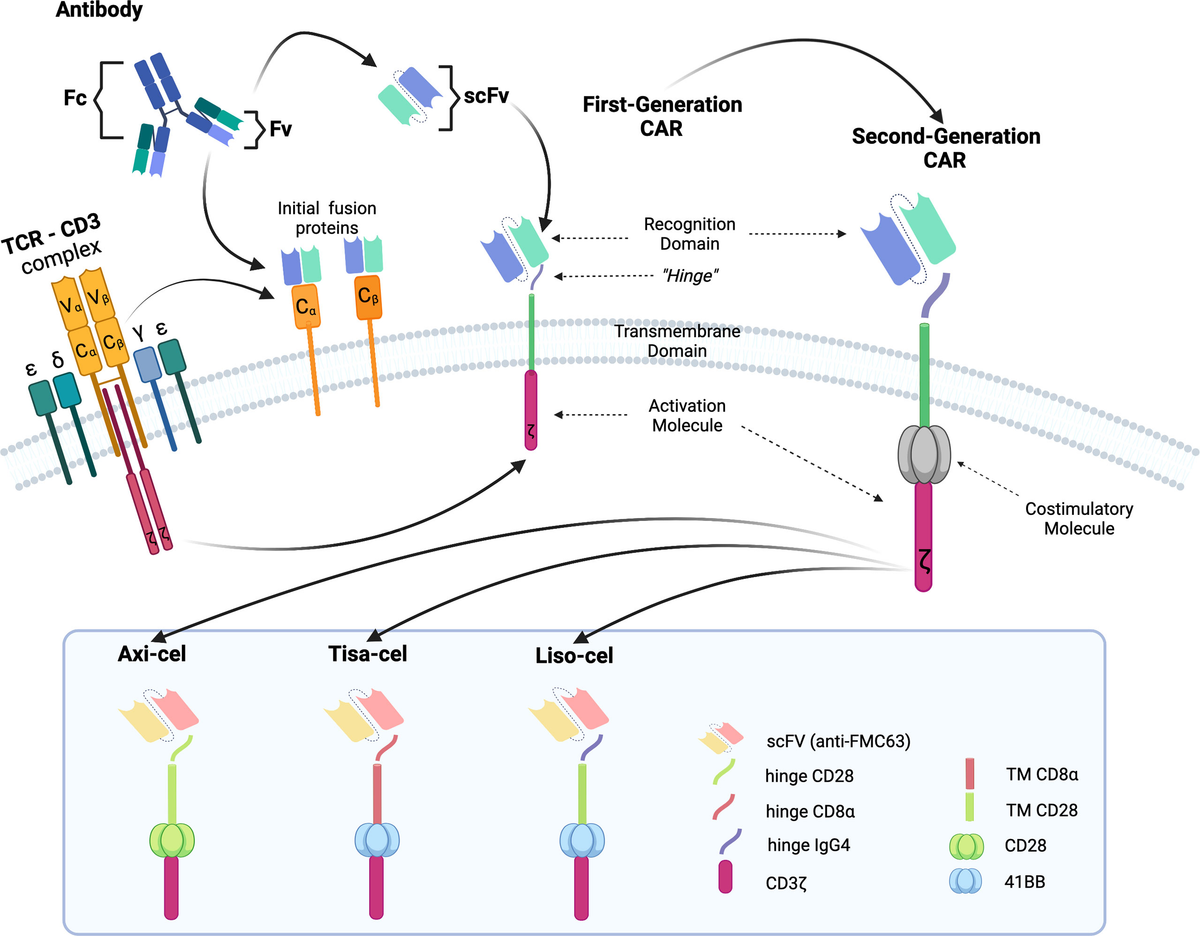 送料無料 いくらから Frontiers Markers Response Predictive Therapy T-Cell CAR | ウェア