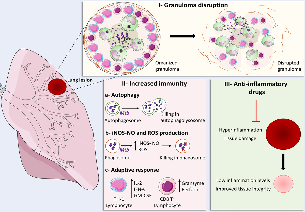 Frontiers | Recent Advances in Host-Directed Therapies for
