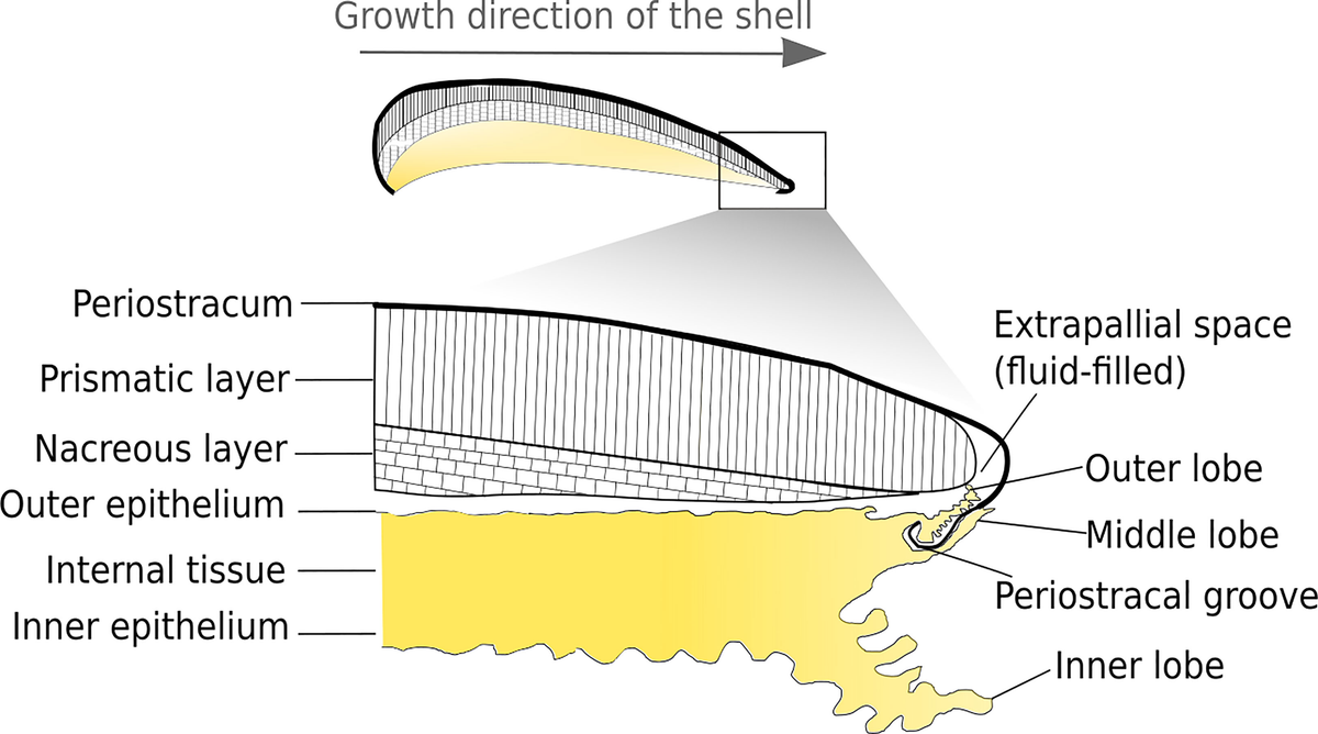Layer shell hot sale