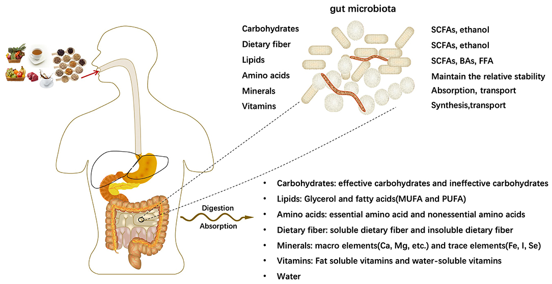 Adipokines in the Crosstalk between Adipose Tissues and