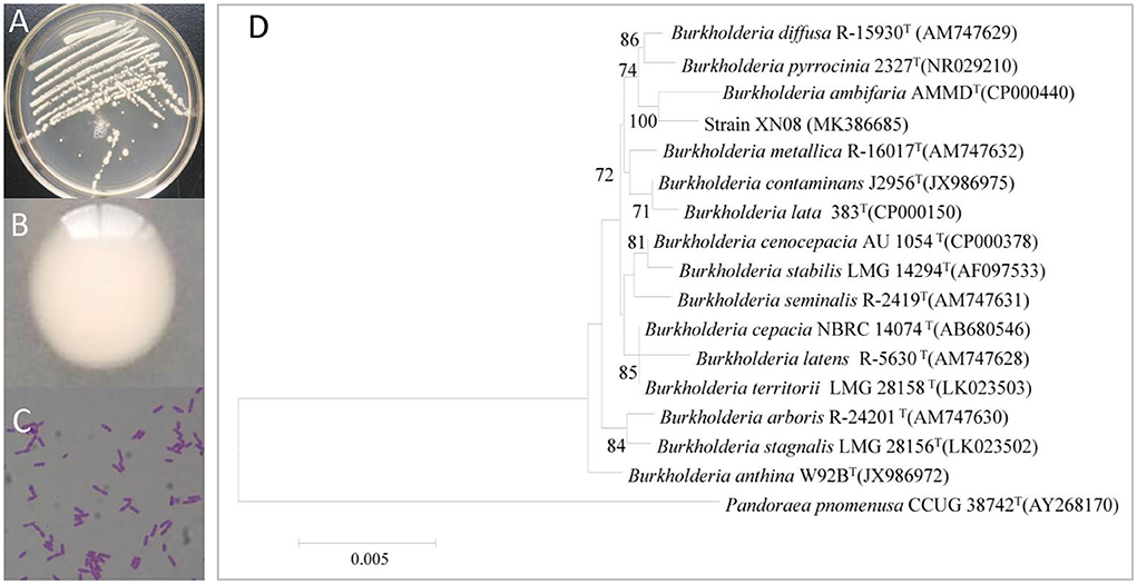 Frontiers | Burkholderia ambifaria XN08: A plant growth