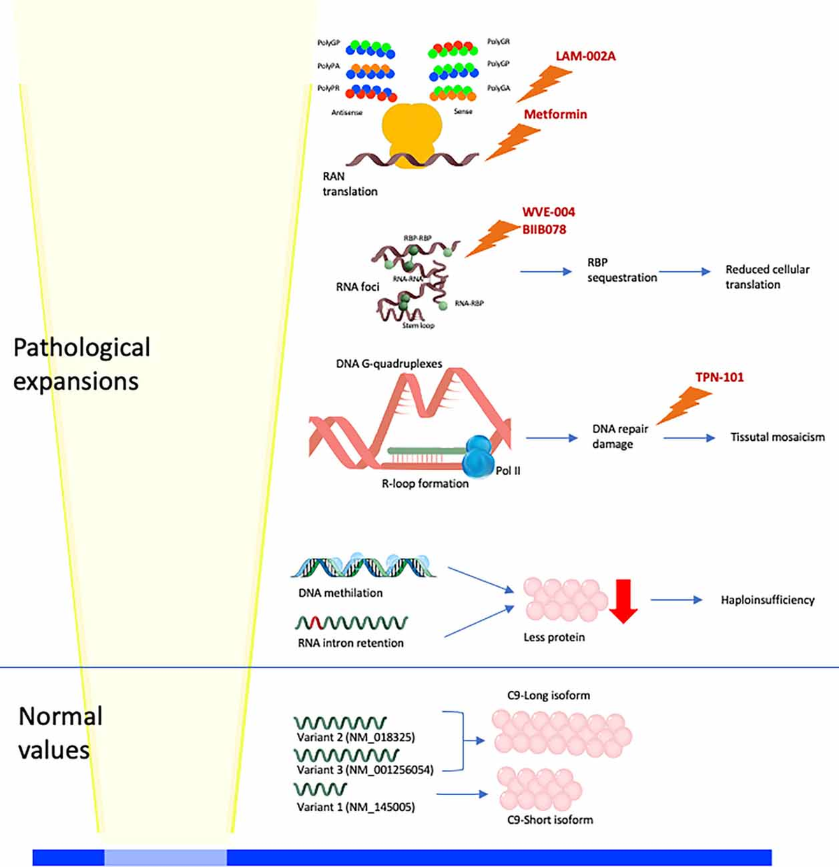 Frontiers | C9orf72-Related Neurodegenerative Diseases: From
