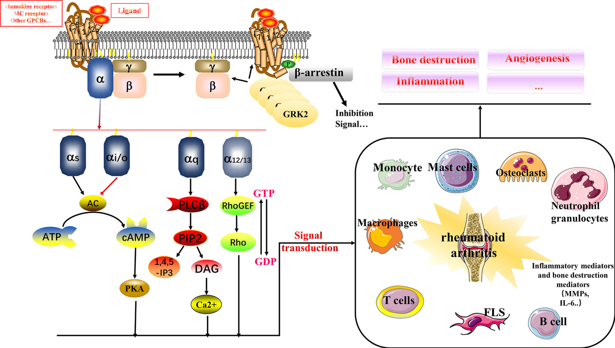 Frontiers | G-Protein-Coupled Receptors in Rheumatoid