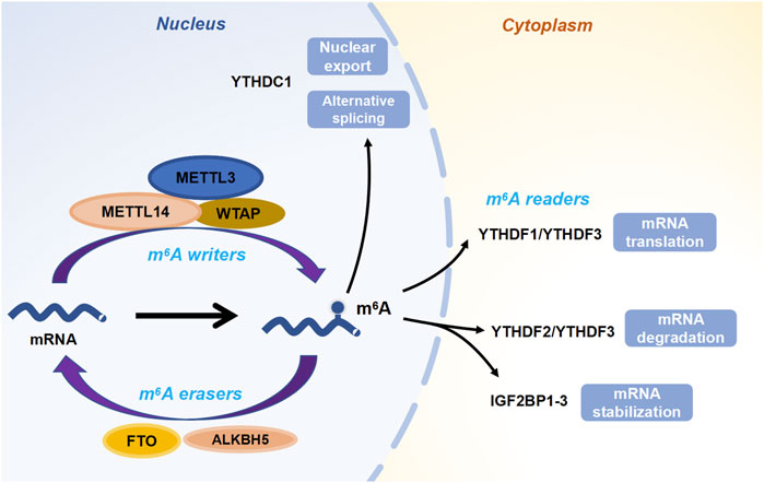 格安saleスタ Frontiers | Modifications m6A and Histone Between Crosstalk タイヤ・ホイール