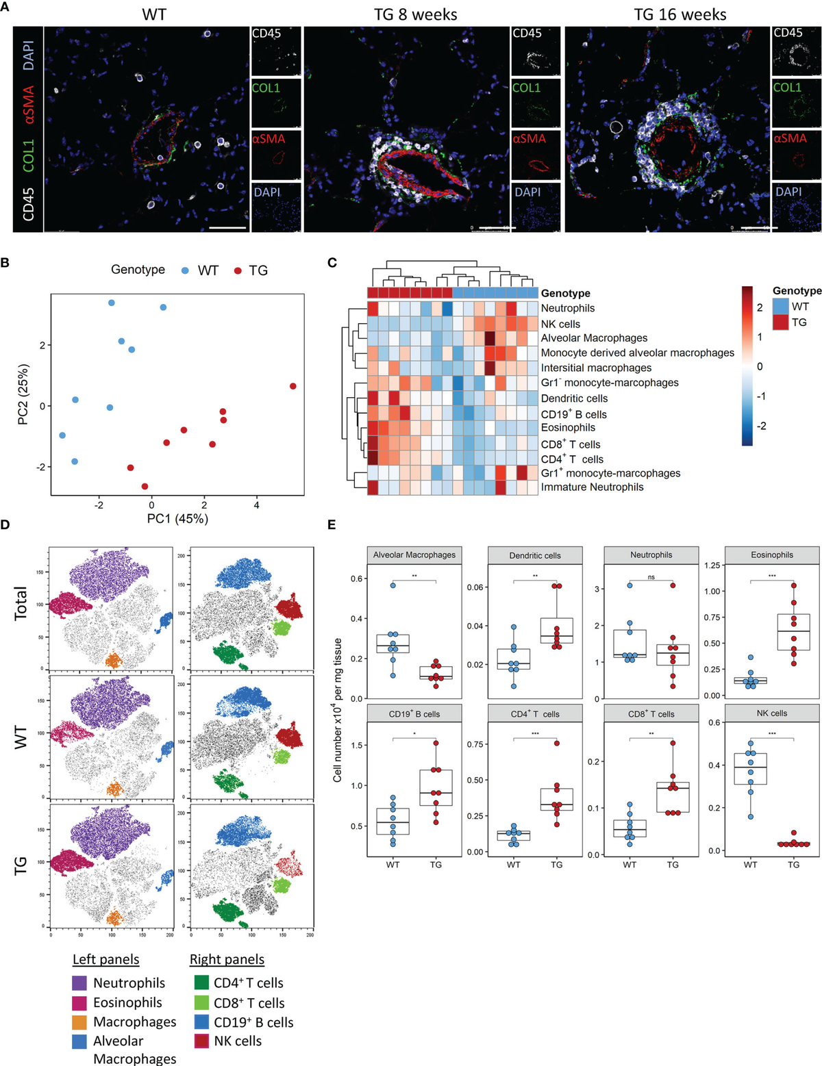 Frontiers Fra 2 Is a Dominant Negative Regulator of Natural Killer Frontiers Fra 2 Is a Dominant Negative Regulator of Natural Killer