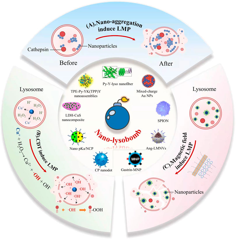 Frontiers | Nanodrugs Detonate Lysosome Bombs