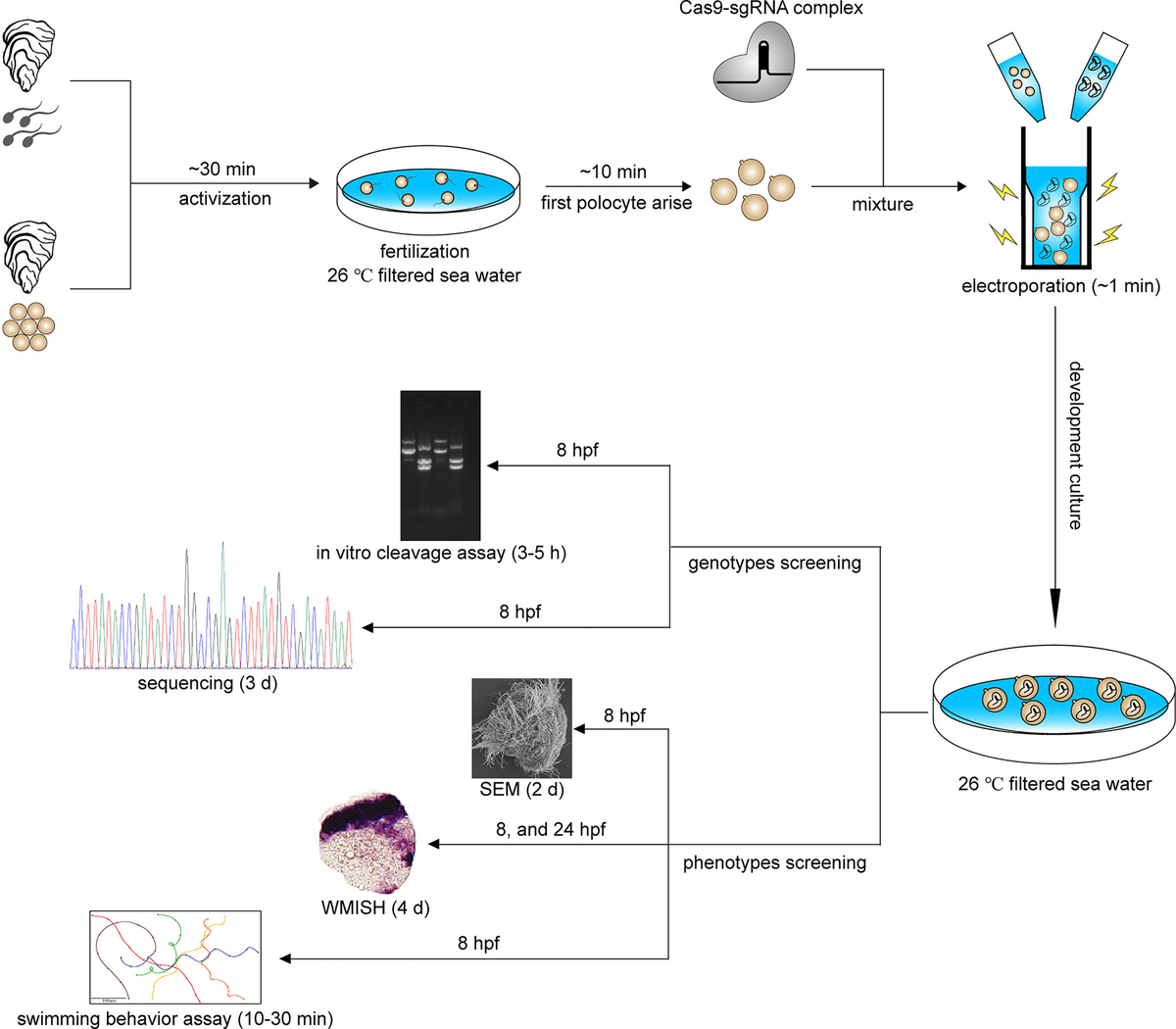 Frontiers | A comprehensive review of stroke-related