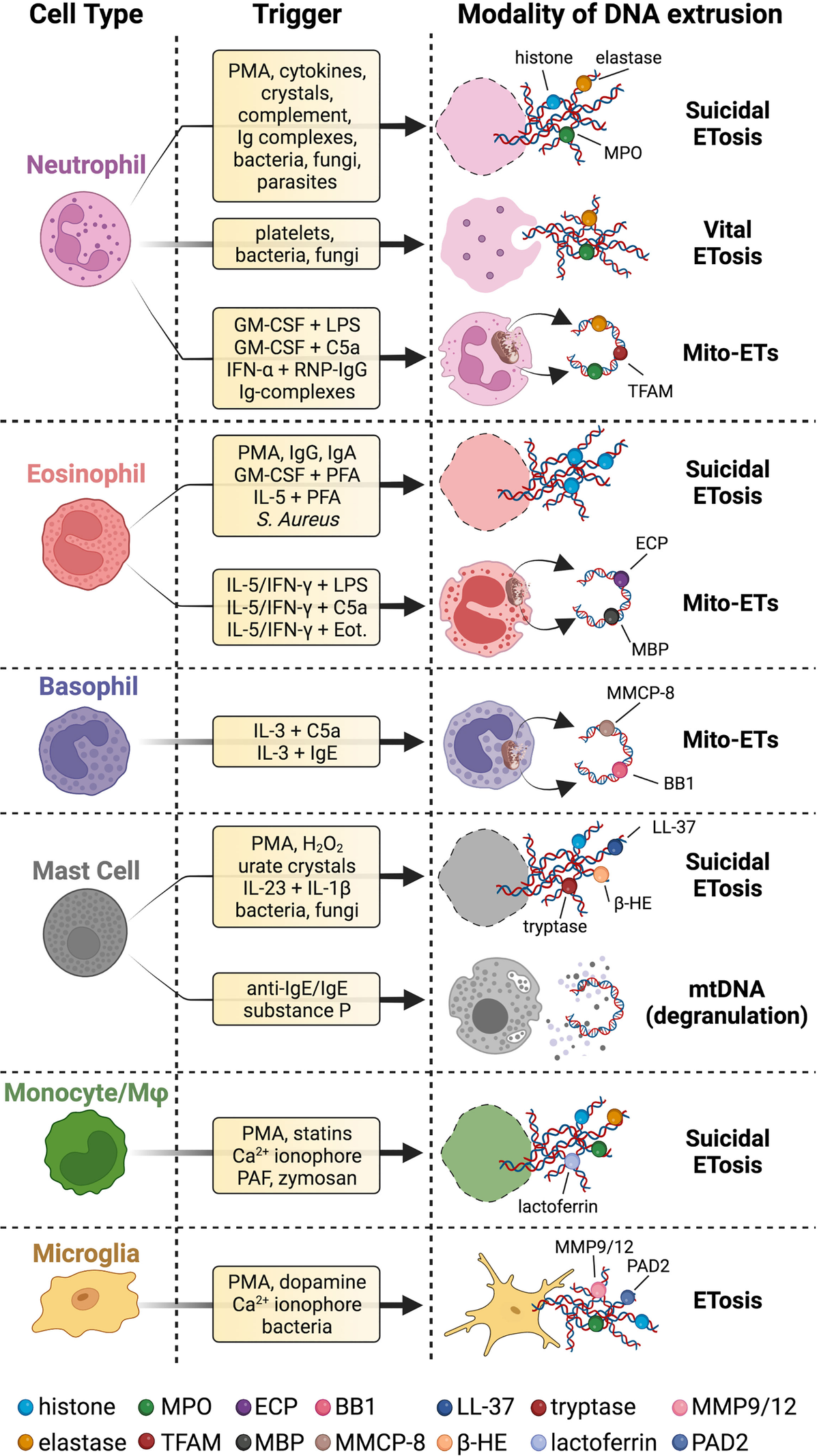 Frontiers | Unveiling Leukocyte Extracellular Traps in Inflammatory Responses of the Central Nervous System frontiers-unveiling-leukocyte-extracellular-traps-in-inflammatory-responses-of-the-central-nervous-system