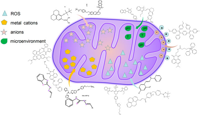 Frontiers | Fluorescent Probes Design Strategies for Imaging