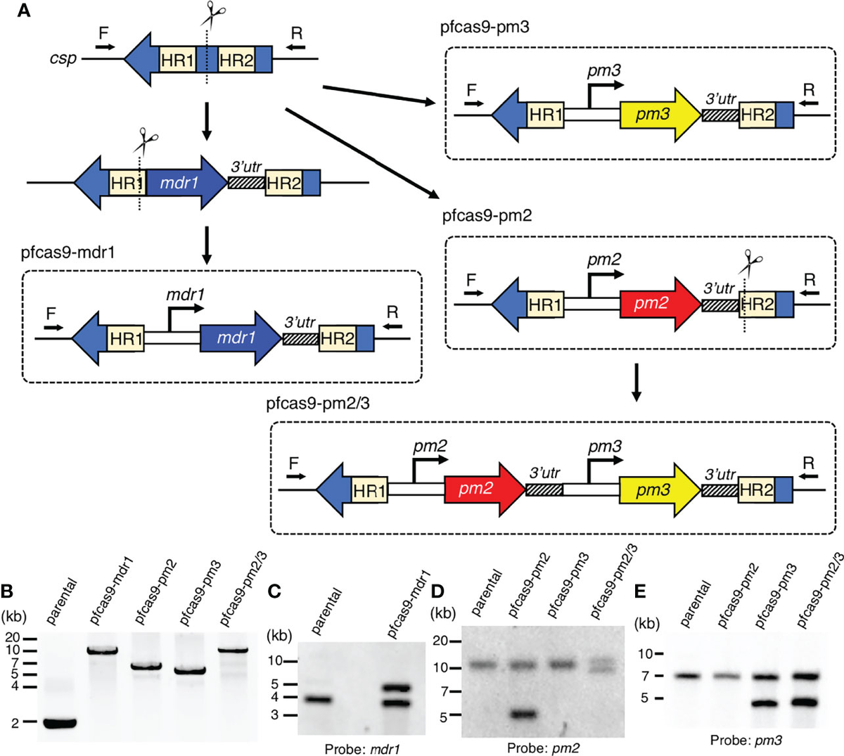 Frontiers Evaluation of the Effect of Gene Duplication by Genome