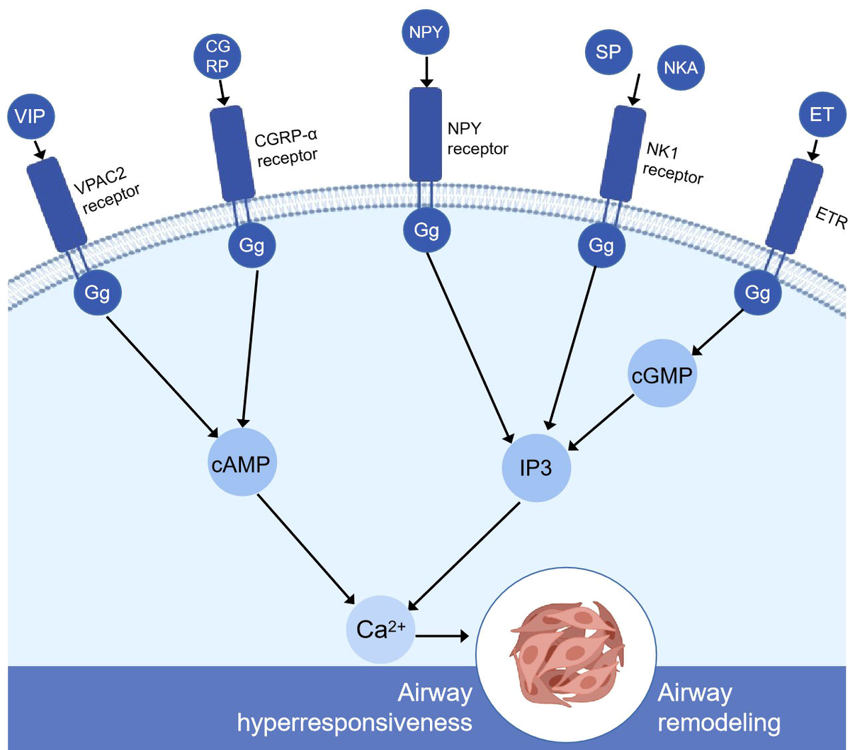 Frontiers | Potential cellular endocrinology mechanisms Frontiers | Potential cellular endocrinology mechanisms