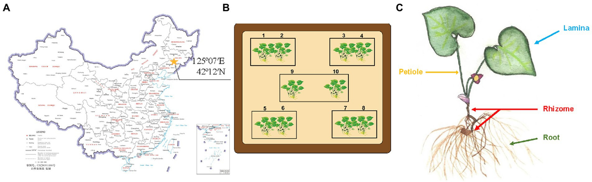 オーダー Frontiers | Microbial degradation of aristolochic acid I by