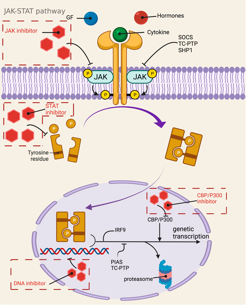 【未使用品】 | Frontiers Advances on Based Agents Immunosuppressive in ラケット(硬式用)
