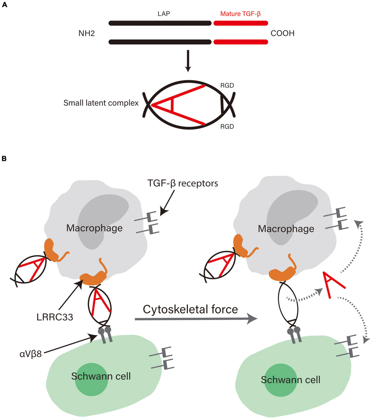 Growth Factors | SpringerLink