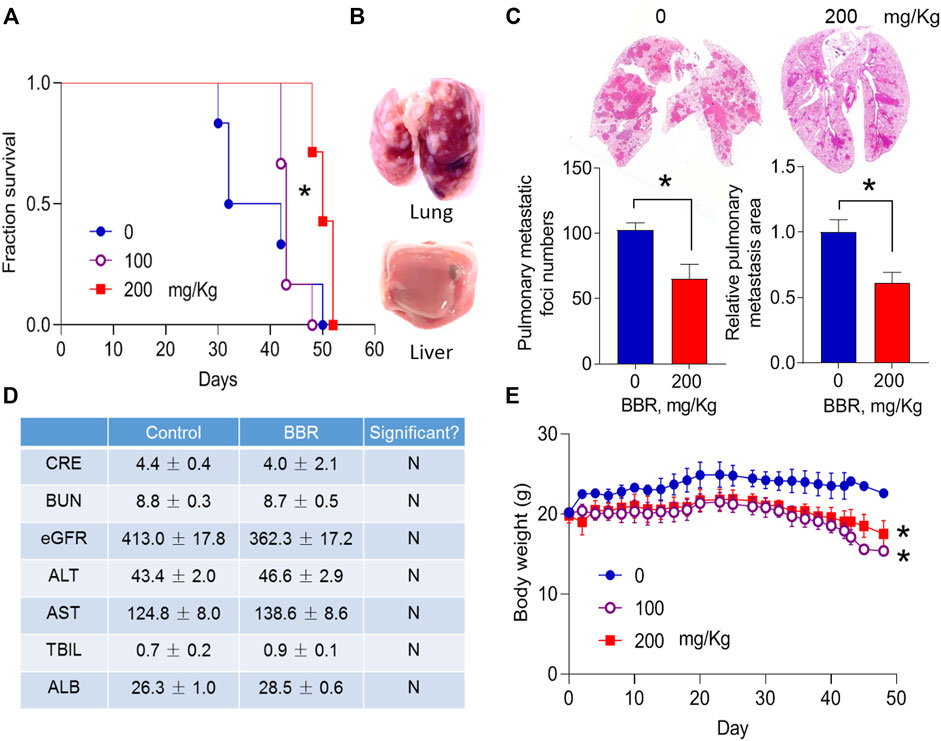 lsm ru nude  Frontiers | Berberine Suppresses Lung Metastasis of Cancer via Inhibiting  Endothelial Transforming Growth Factor Beta Receptor 1