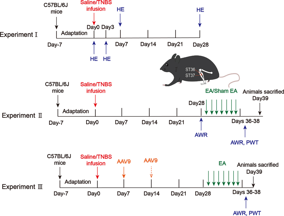Frontiers | Electroacupuncture Attenuates Post-Inflammatory