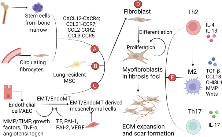 Mei Frontiers | Targeting Growth Factor and Cytokine Pathways to
