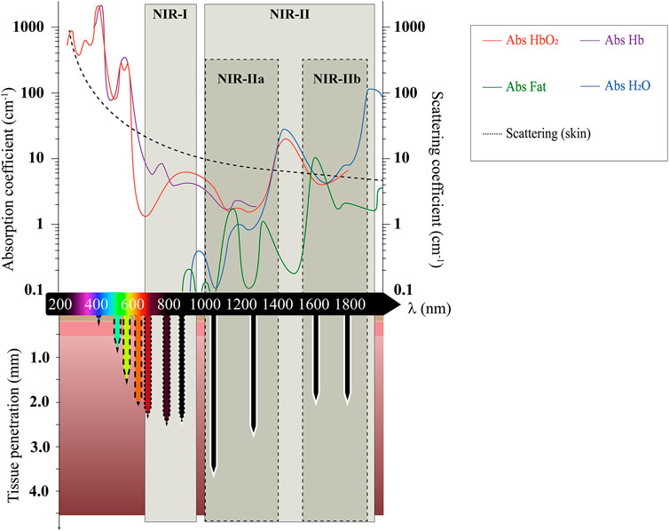 Frontiers | Two-Photon Absorption: An Open Door to the NIR