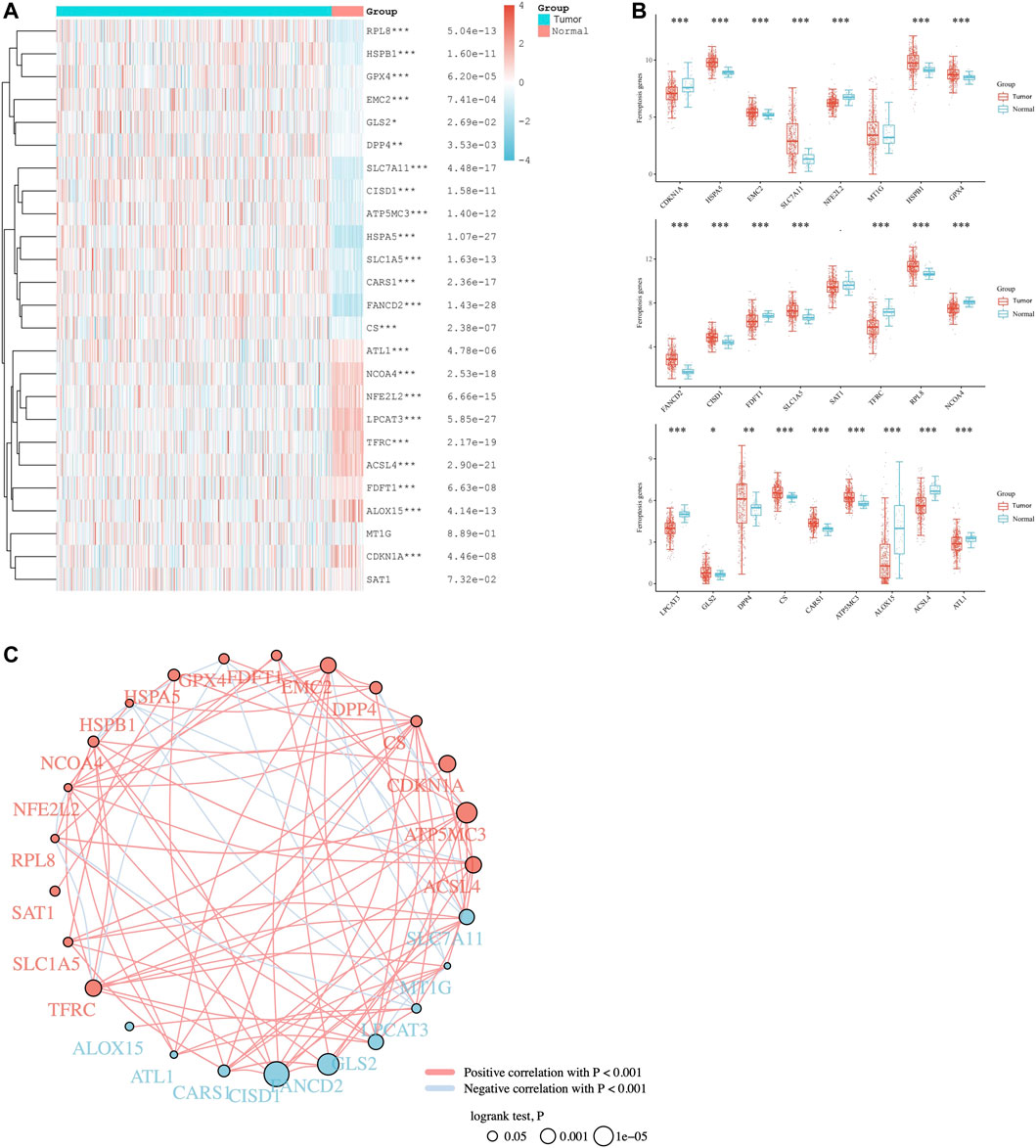 Frontiers | Ferroptosis regulator FANCD2 is associated with