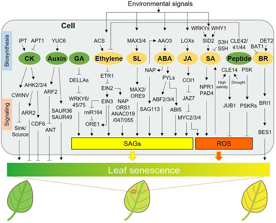 Frontiers | New Advances in the Regulation of Leaf