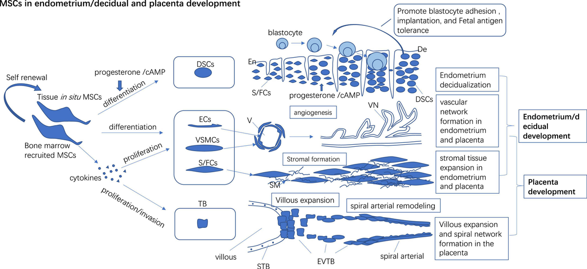Frontiers | The pathological and therapeutic roles of