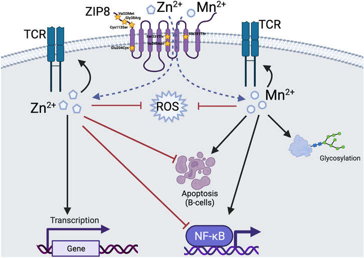 Frontiers | Divalent Metal Uptake and the Role of ZIP8 in