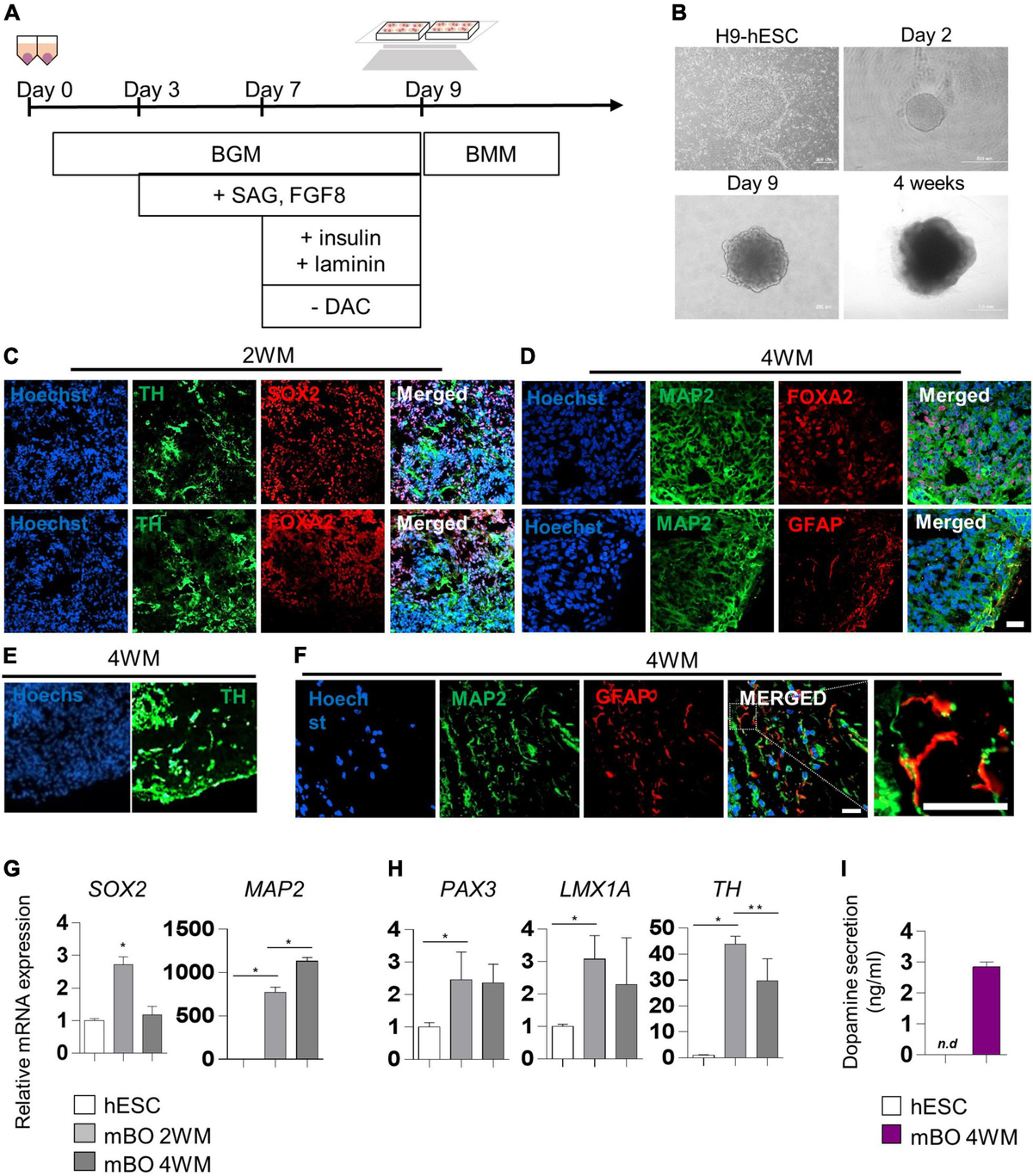 Frontiers | Gut metabolite trimethylamine N-oxide induces