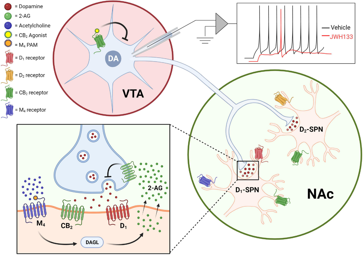 Frontiers | Cannabinoid type-2 receptors: An emerging target