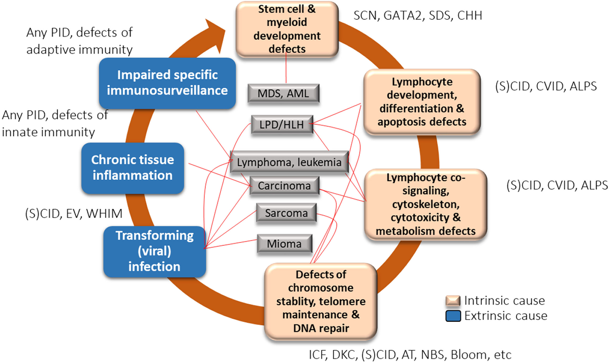 Frontiers | Secondary Immune Deficiency and Primary Immune 