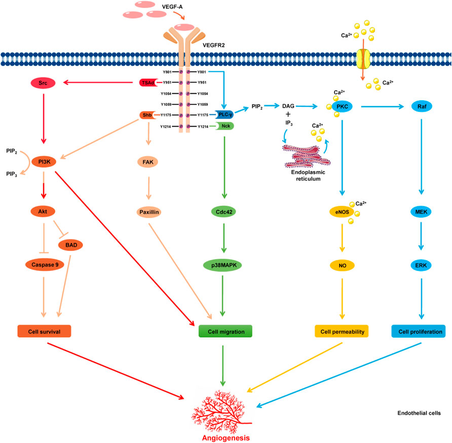 mei様 Frontiers | An Update on the Potential Application of Herbal
