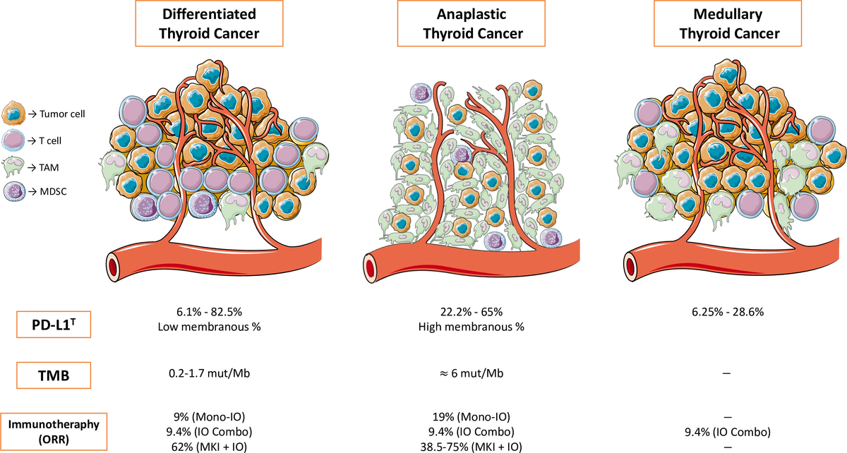 Frontiers | What is the status of immunotherapy in thyroid