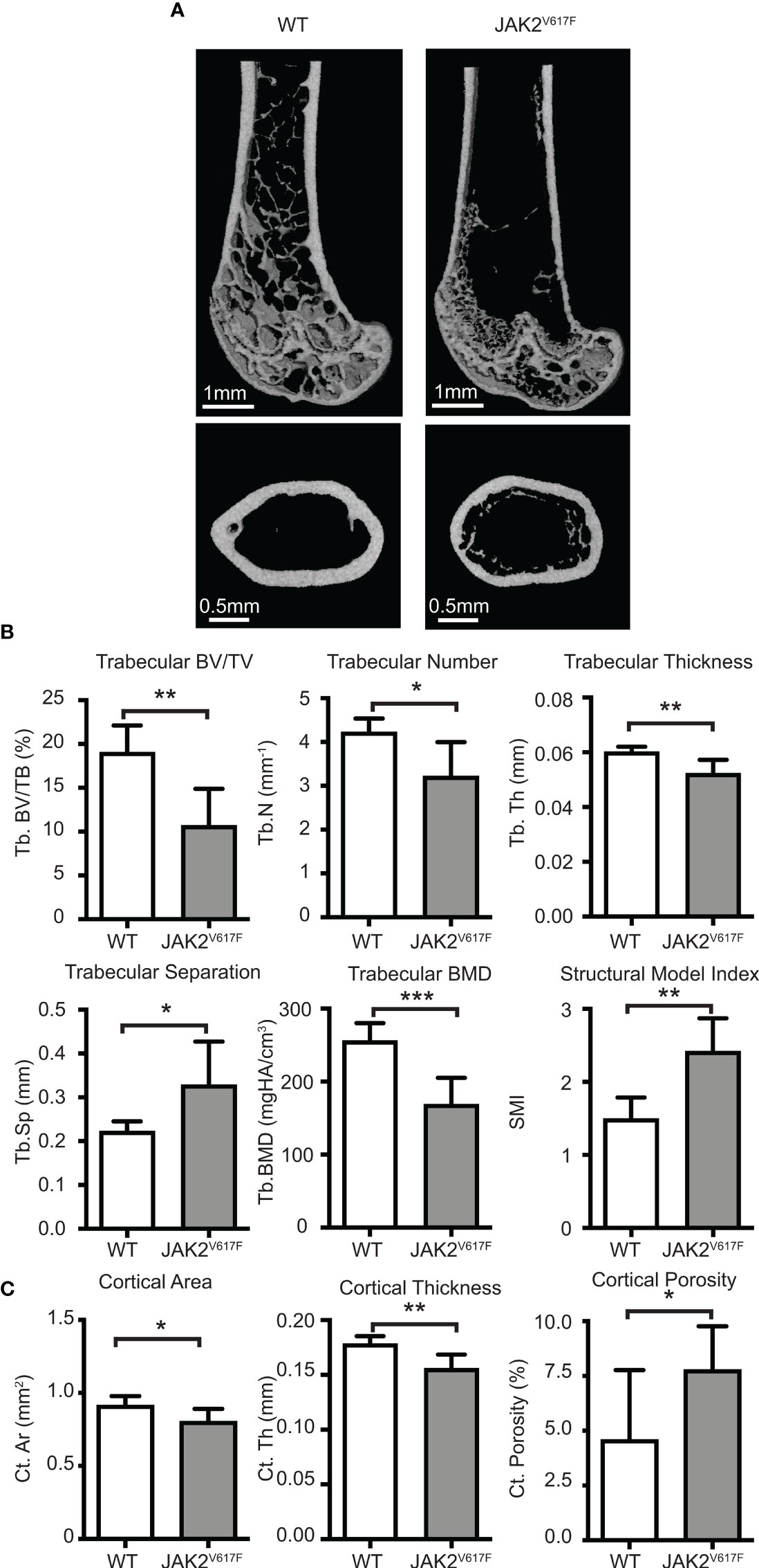 Activation of 4-1BB signaling in bone marrow stromal cells