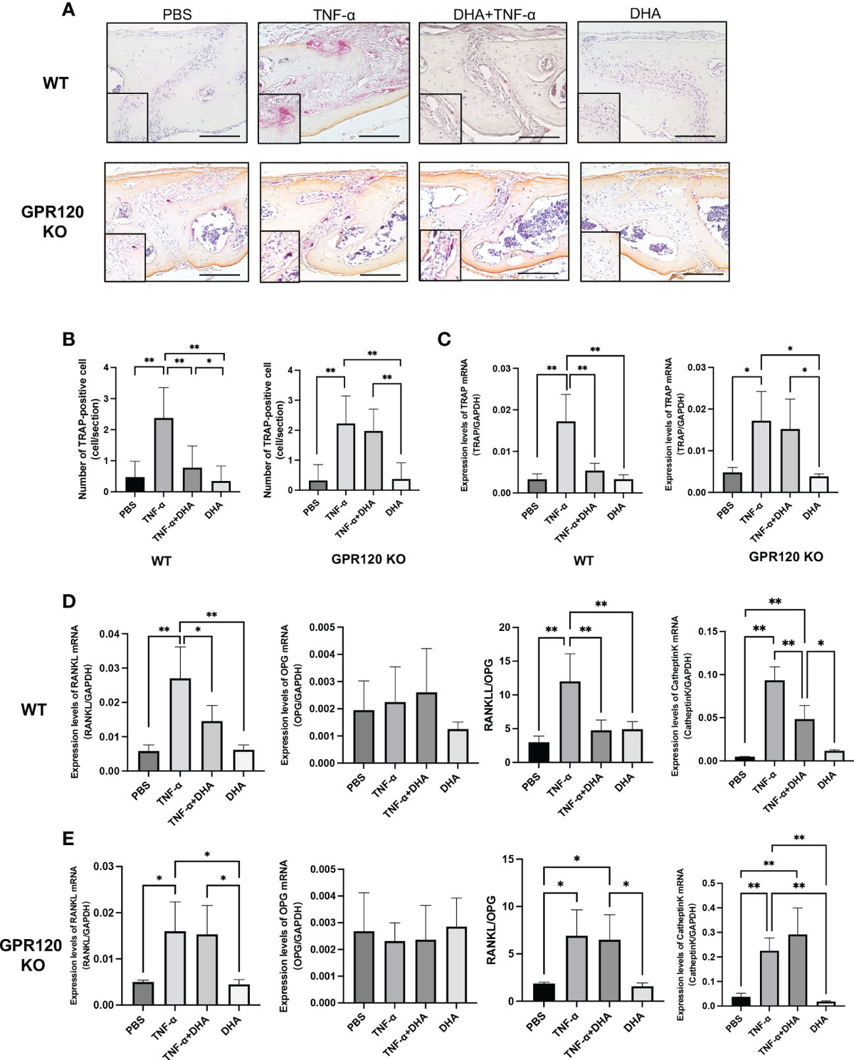 Frontiers | Docosahexaenoic acid inhibits TNF-α-induced