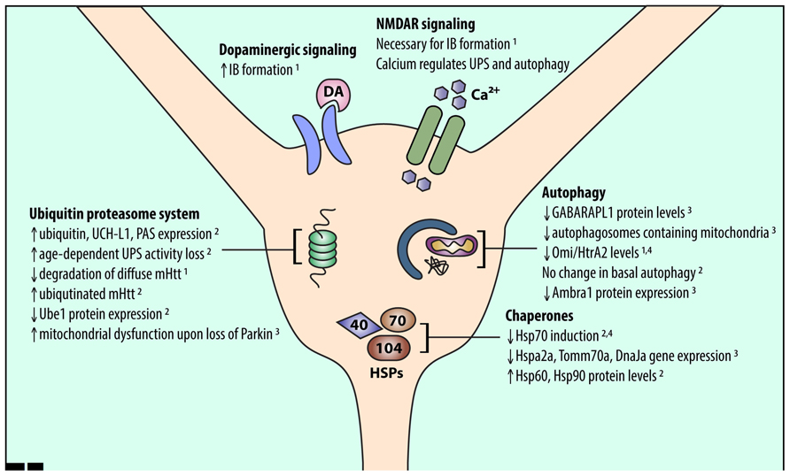 Frontiers | Proteostasis in striatal cells and selective