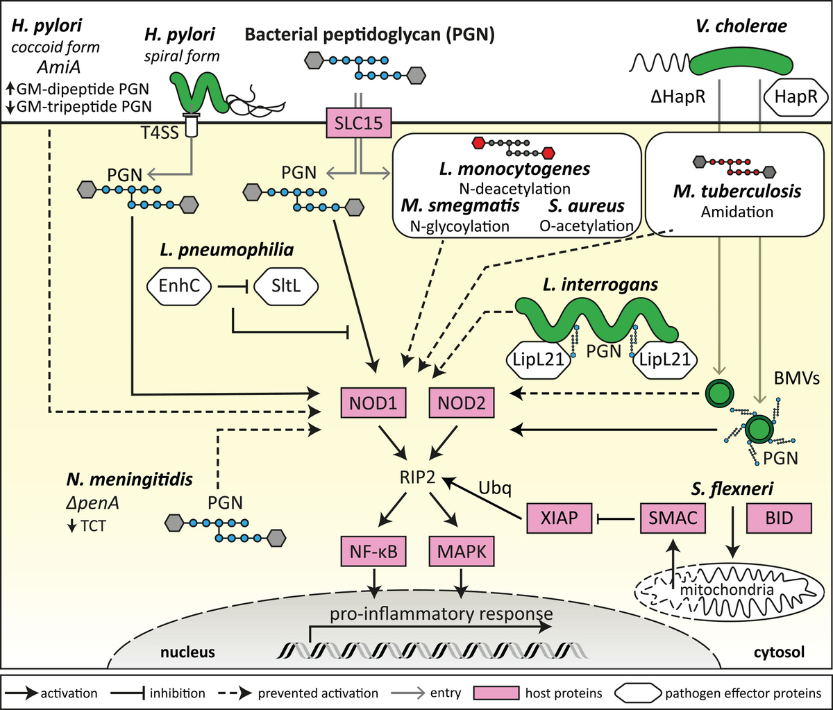 frontiers-bacterial-subversion-of-nlr-mediated-immune-responses