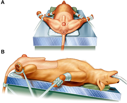Perineal hernia dog natural remedies outlet