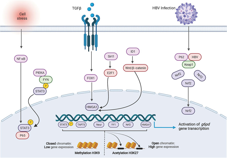 Frontiers | Glycoconjugates in Host-Helminth Interactions