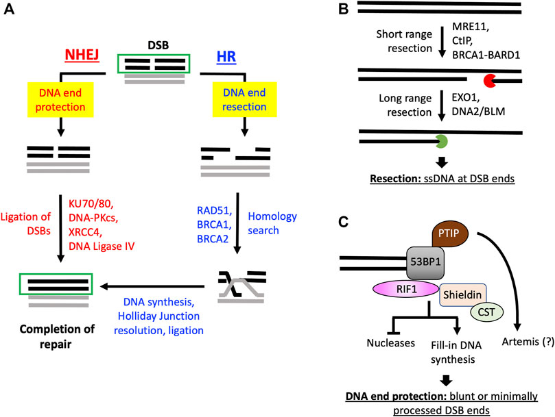 Frontiers | The regulation of DNA end resection by chromatin