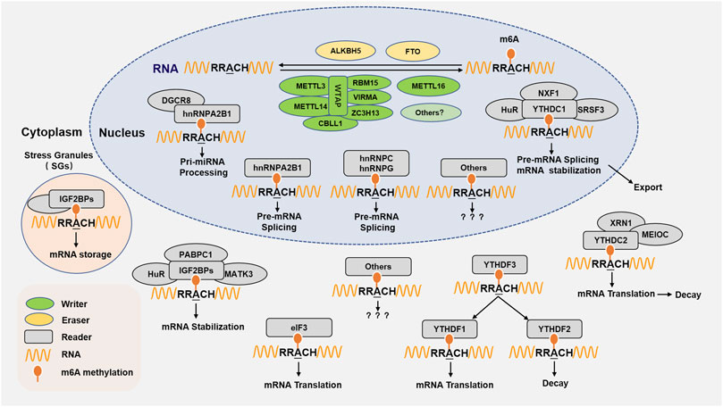 Frontiers | The Role of m6A RNA Methylation in Cancer Frontiers | The Role of m6A RNA Methylation in Cancer